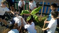 Plantando plataneras en el colegio 6º